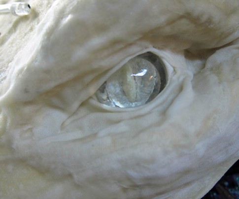 very cool clear cast eyes